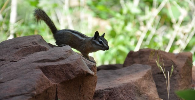 Chipmunk on Zion Canyon Weeping Rock trail