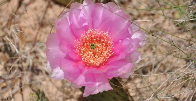 Desert Flower in Zion National Park