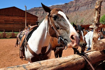 Horseback riding in Moab