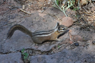  Chipmunk Animal in Zion National Park