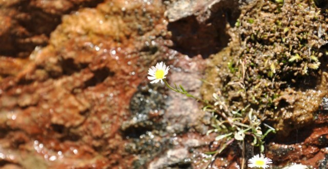 Zion National Park Flowers